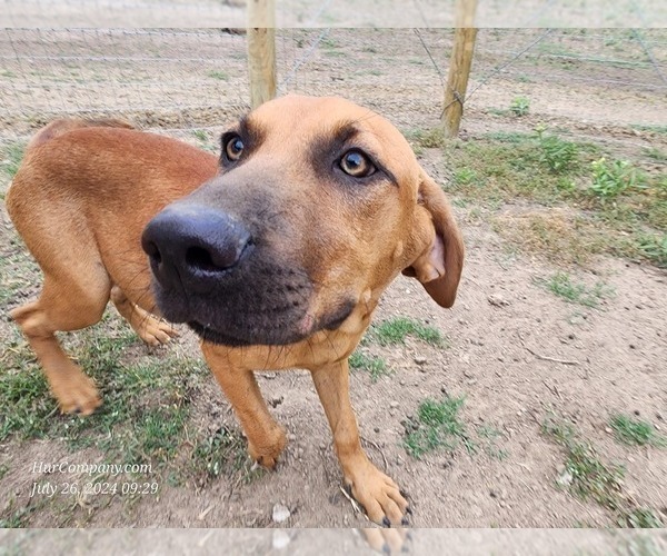 Medium Photo #15 Catahoula Leopard Dog Puppy For Sale in CUMBY, TX, USA