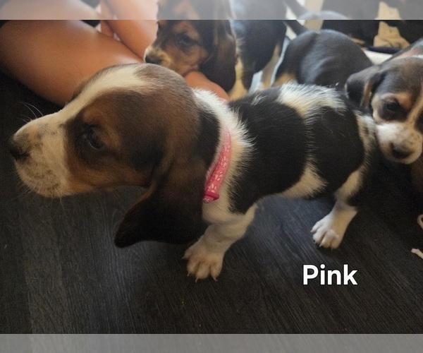 Medium Photo #8 Basset Hound Puppy For Sale in PORTLAND, TN, USA