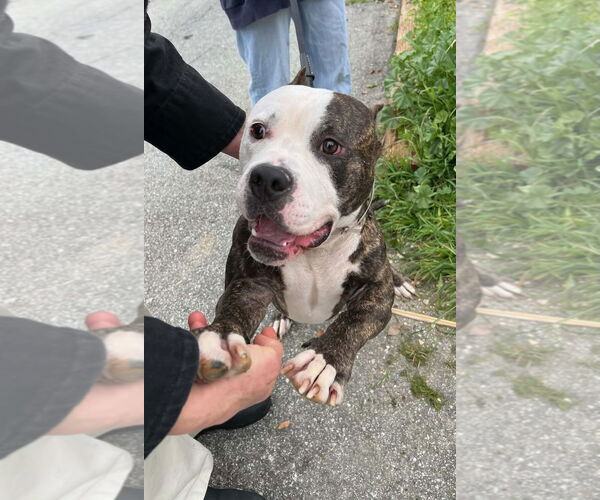 Medium Photo #2 Mutt Puppy For Sale in Woodland Hills, CA, USA