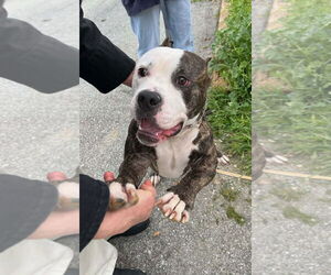 ADAM LAMBERT - Male Mutt Dog for Adoption - Photo #2