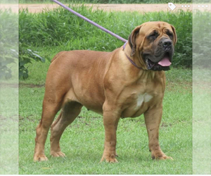 Boerboel Puppy for sale in FORT WASHINGTON, MD, USA