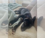 Small Photo #6 Labrador Retriever-Unknown Mix Puppy For Sale in Sandy, UT, USA