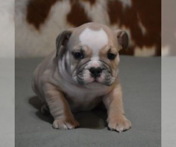 Medium Photo #7 English Bulldog Puppy For Sale in MARSHFIELD, MO, USA