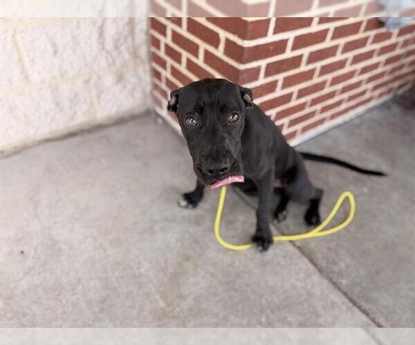 Medium Photo #2 American Staffordshire Terrier-Unknown Mix Puppy For Sale in Grand Prairie, TX, USA