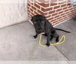 Small #1 American Staffordshire Terrier Mix