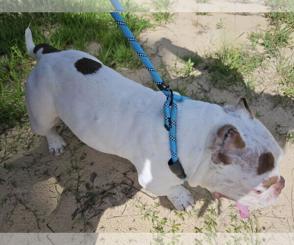 Medium Photo #7 Bulldog-Unknown Mix Puppy For Sale in Sheboygan, WI, USA