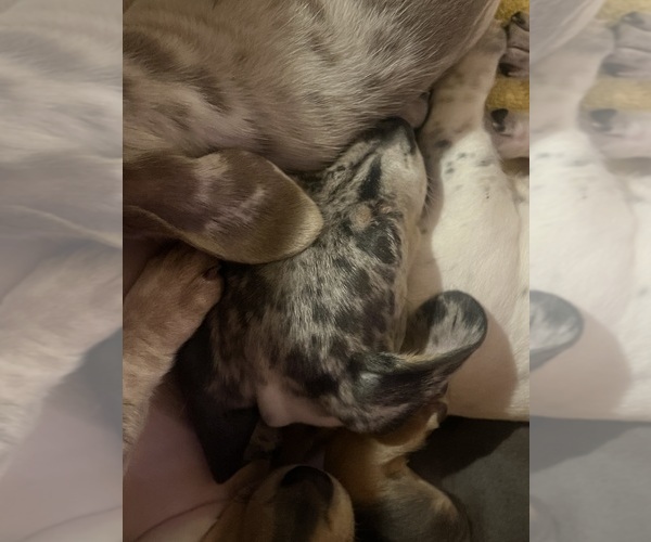 Medium Photo #120 Dachshund Puppy For Sale in LAKEBAY, WA, USA