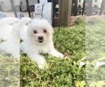 Small #4 Maltese