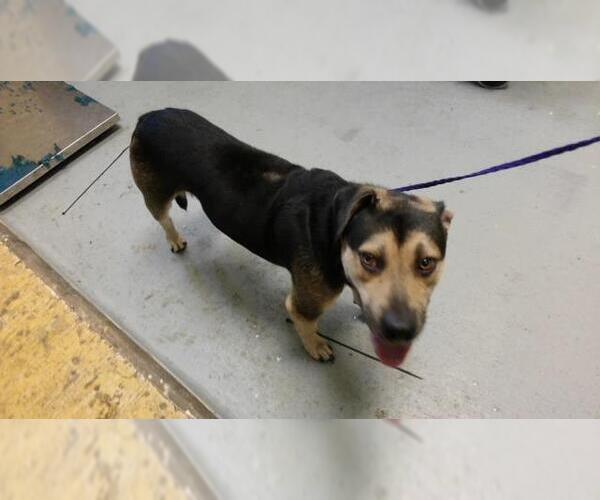 Medium Photo #1 Beagle-Unknown Mix Puppy For Sale in Tulsa, OK, USA