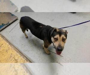 Beagle-Unknown Mix Dogs for adoption in Tulsa, OK, USA