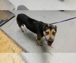 Small Beagle Mix