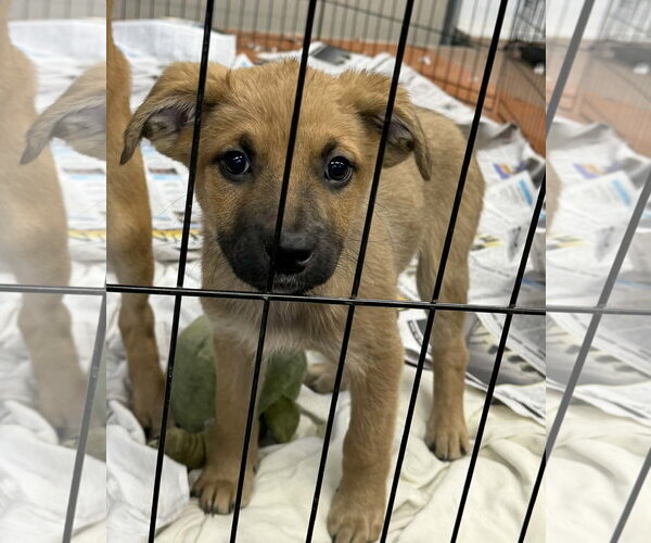 Medium Photo #7 Boxer-German Shepherd Dog Mix Puppy For Sale in SHERBURNE, NY, USA