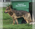 Small German Shepherd Dog Mix