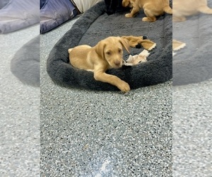 Labrador Retriever Puppy for sale in CONCORD, VA, USA