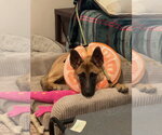 Small Photo #7 Mutt Puppy For Sale in Imlay City, MI, USA