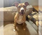 Small #4 American Staffordshire Terrier Mix