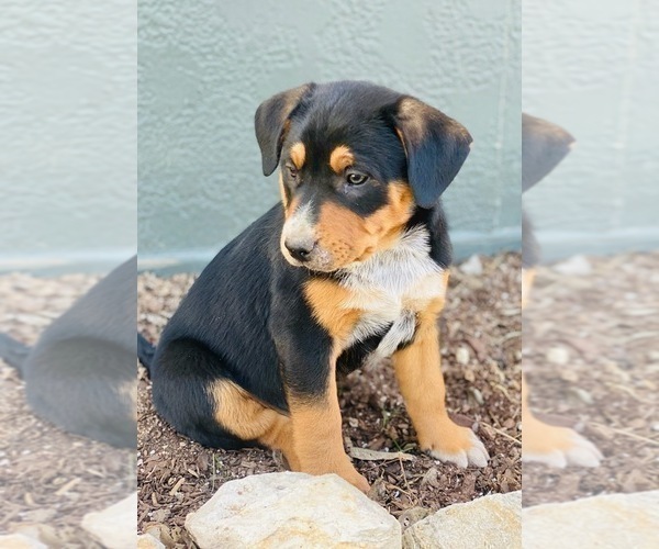 Medium Photo #1 Australian Cattle Dog-Black Mouth Cur Mix Puppy For Sale in WACO, TX, USA