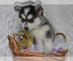Small Photo #1 Pomsky Puppy For Sale in SALEM, OH, USA