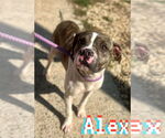 Small Boston Terrier Mix