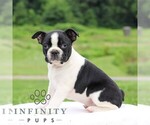 Small #3 Boston Terrier