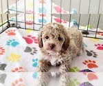 Small #1 Cock-A-Poo-Poodle (Miniature) Mix