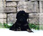 Small #1 Cavapoo