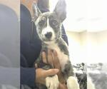 Small German Shepherd Dog Mix