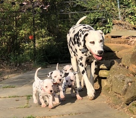 Mother of the Dalmatian puppies born on 03/27/2018