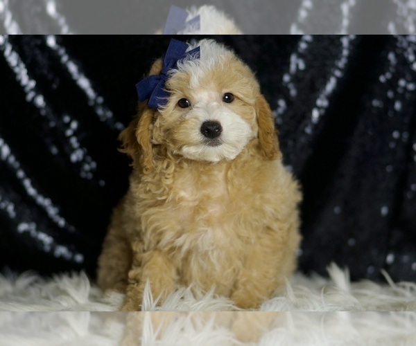 Medium Photo #7 Poodle (Toy) Puppy For Sale in WARSAW, IN, USA