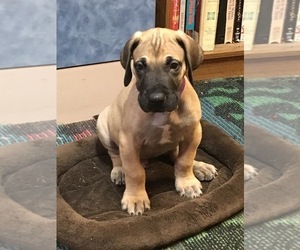 Great Dane Puppy for sale in SALISBURY, NC, USA