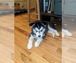 Small Photo #13 Siberian Husky Puppy For Sale in SYLVA, NC, USA