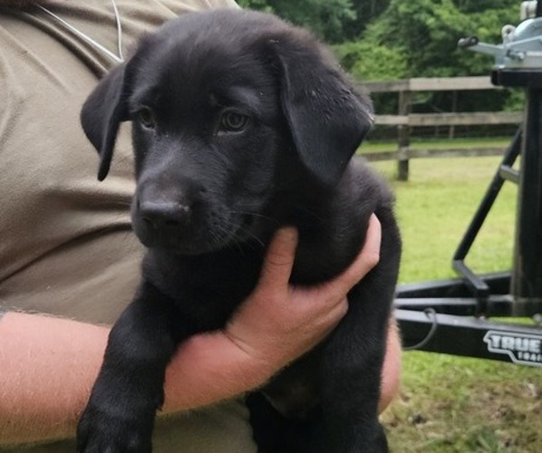 Medium Photo #1 Shepradors Puppy For Sale in CATAULA, GA, USA
