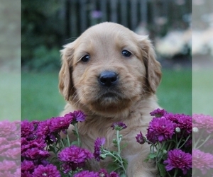 Golden Retriever Puppy for sale in SANGER, TX, USA