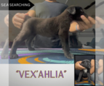 Puppy Vex Cane Corso