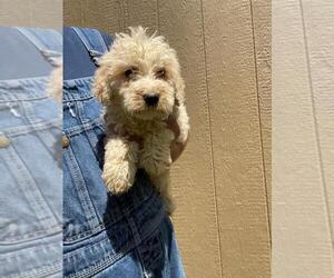 Poodle (Standard) Puppy for sale in MCMINNVILLE, TN, USA