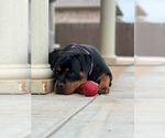 Small #33 Rottweiler