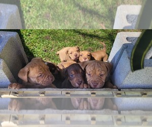 Labrador Retriever-Olde English Bulldogge Mix Puppy for sale in MOREHEAD, KY, USA