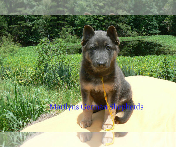 Medium Photo #4 German Shepherd Dog Puppy For Sale in PIEDMONT, MO, USA