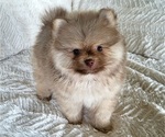 Small #5 Pomeranian