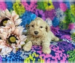 Small Photo #9 Shih-Poo Puppy For Sale in GORDONVILLE, PA, USA