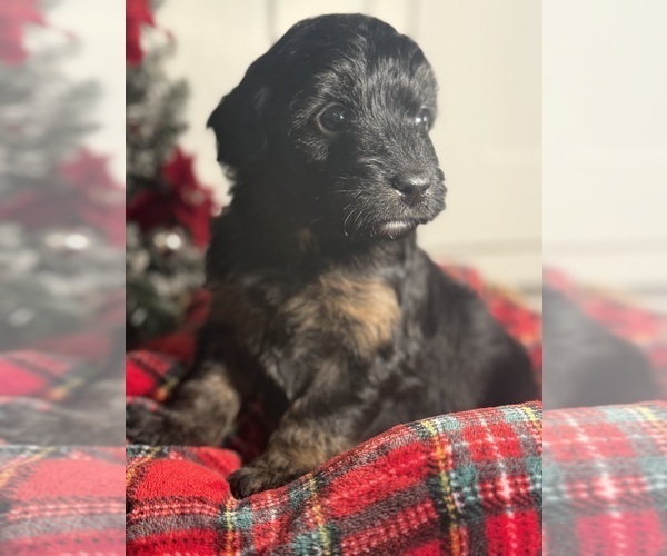 Medium Photo #14 Aussiedoodle Miniature  Puppy For Sale in MENIFEE, CA, USA