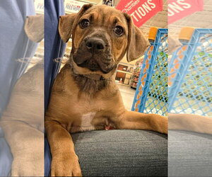 Mutt Dogs for adoption in Sanford, FL, USA