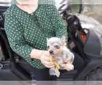 Puppy Yellow Australian Cattle Dog