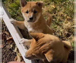 Shiba Inu Puppy for sale in HELENDALE, CA, USA