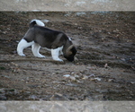 Small Photo #3 Akita Puppy For Sale in STRAFFORD, MO, USA