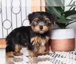 Small Photo #4 Yorkshire Terrier Puppy For Sale in NAPLES, FL, USA