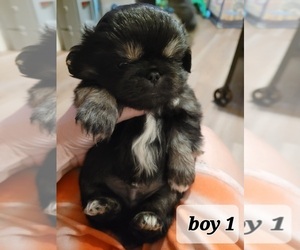 Pekingese Puppy for sale in BEREA, KY, USA