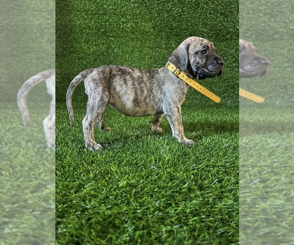 Medium Photo #1 Presa Canario Puppy For Sale in MOUNTAIN RANCH, CA, USA