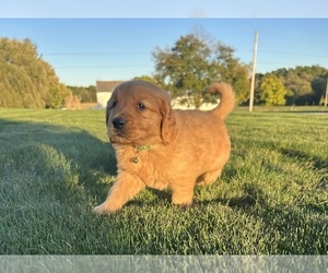 Golden Retriever Dog for Adoption in FREDERICKSBG, Ohio USA