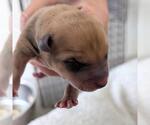 Small Labrador Retriever Mix